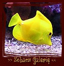 Zobacz galeri